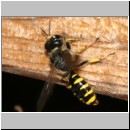 Ectemnius cavifrons oder ruficornis - Grabwespe w01a 12mm.jpg